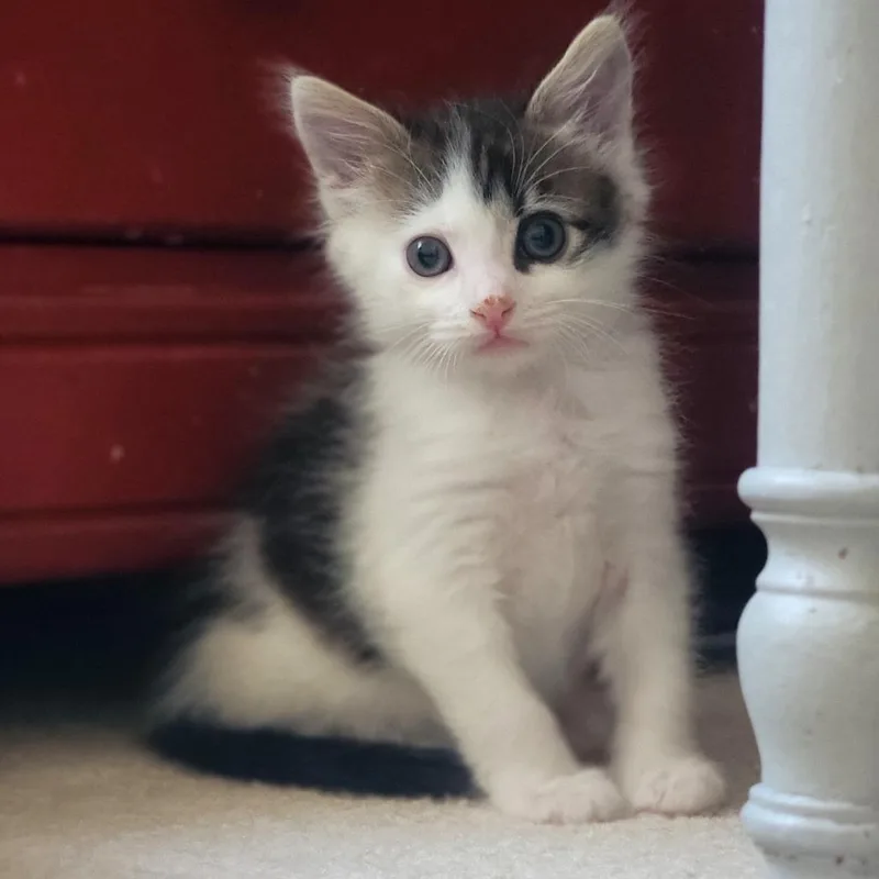 A baby small-sized male Domestic Short Hair cat named Harley for adoption in Washoe Valley, NV