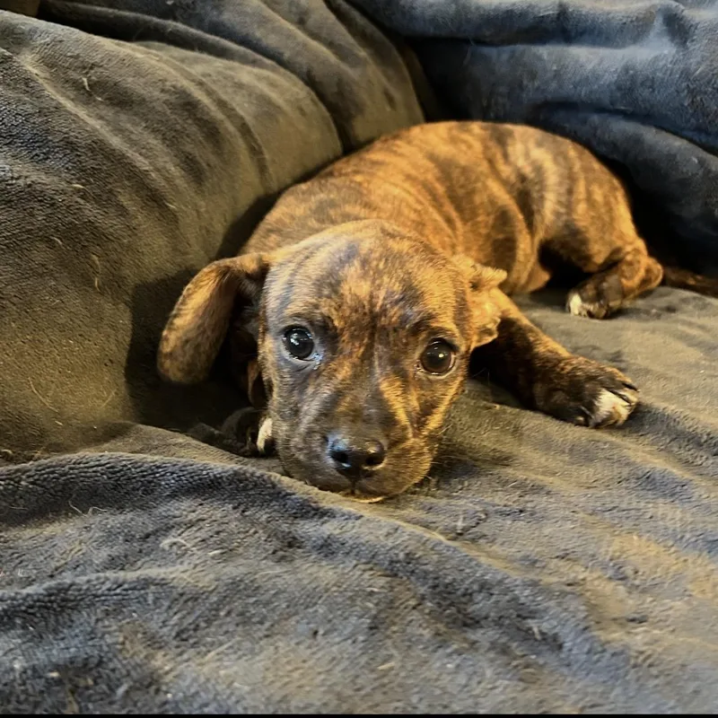Chihuahua Puppies Josey
