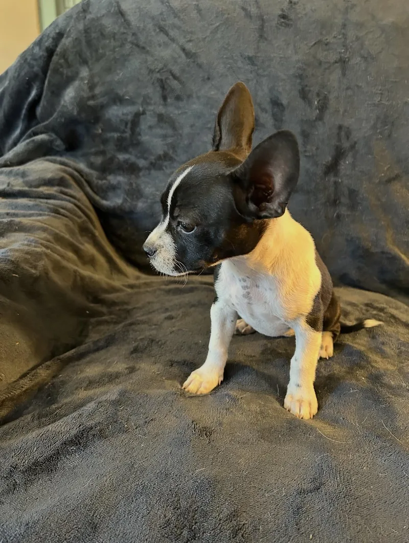 Chihuahua Puppies  Josey thumbnail 2
