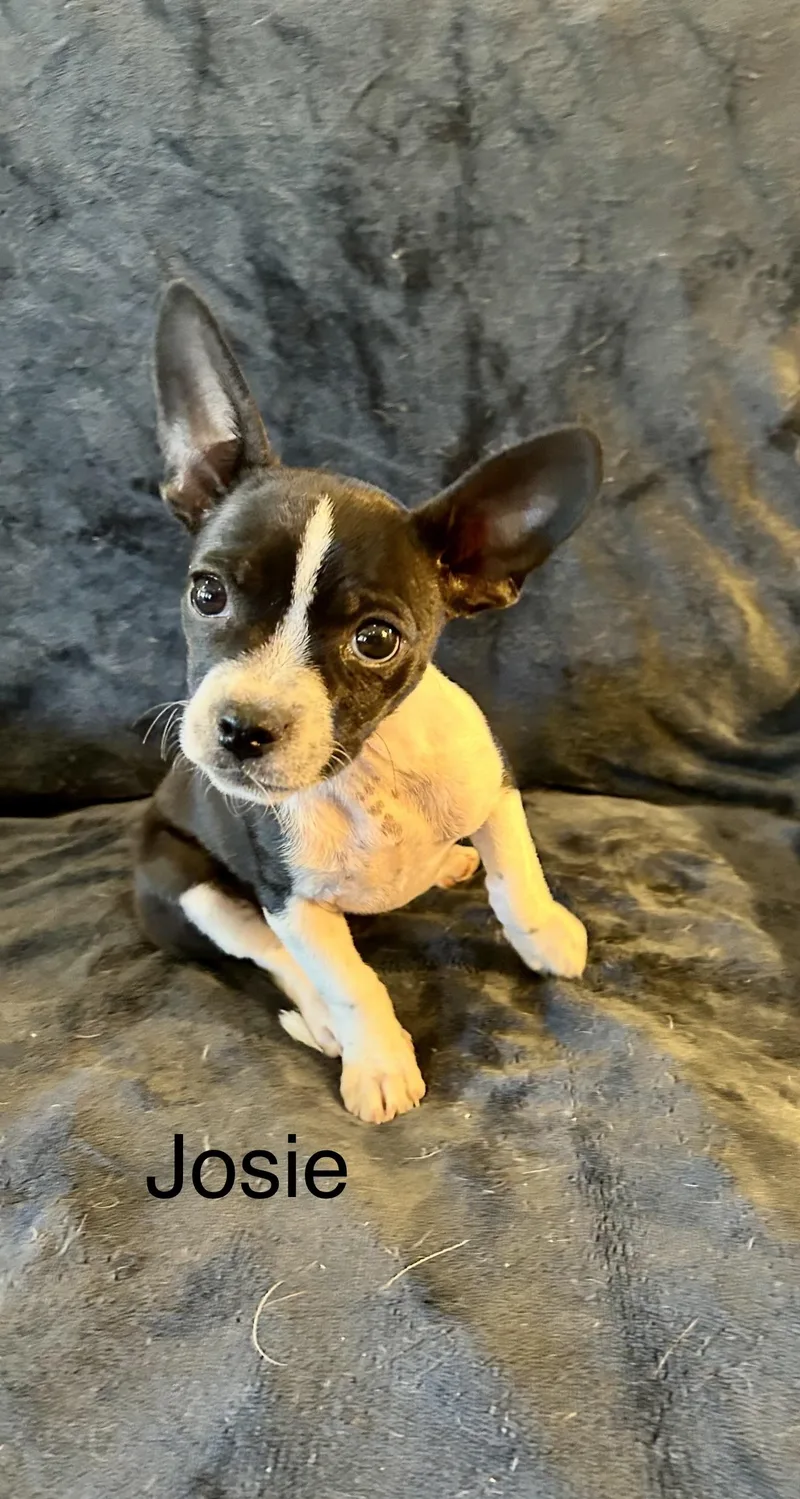 Chihuahua Puppies  Josey thumbnail 3