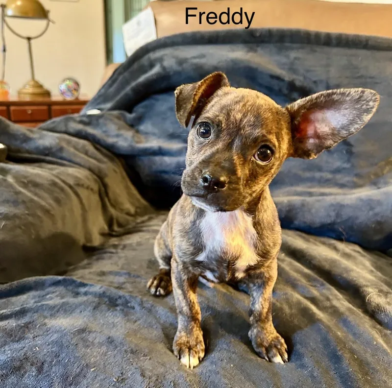 Chihuahua Puppies  Josey thumbnail 4