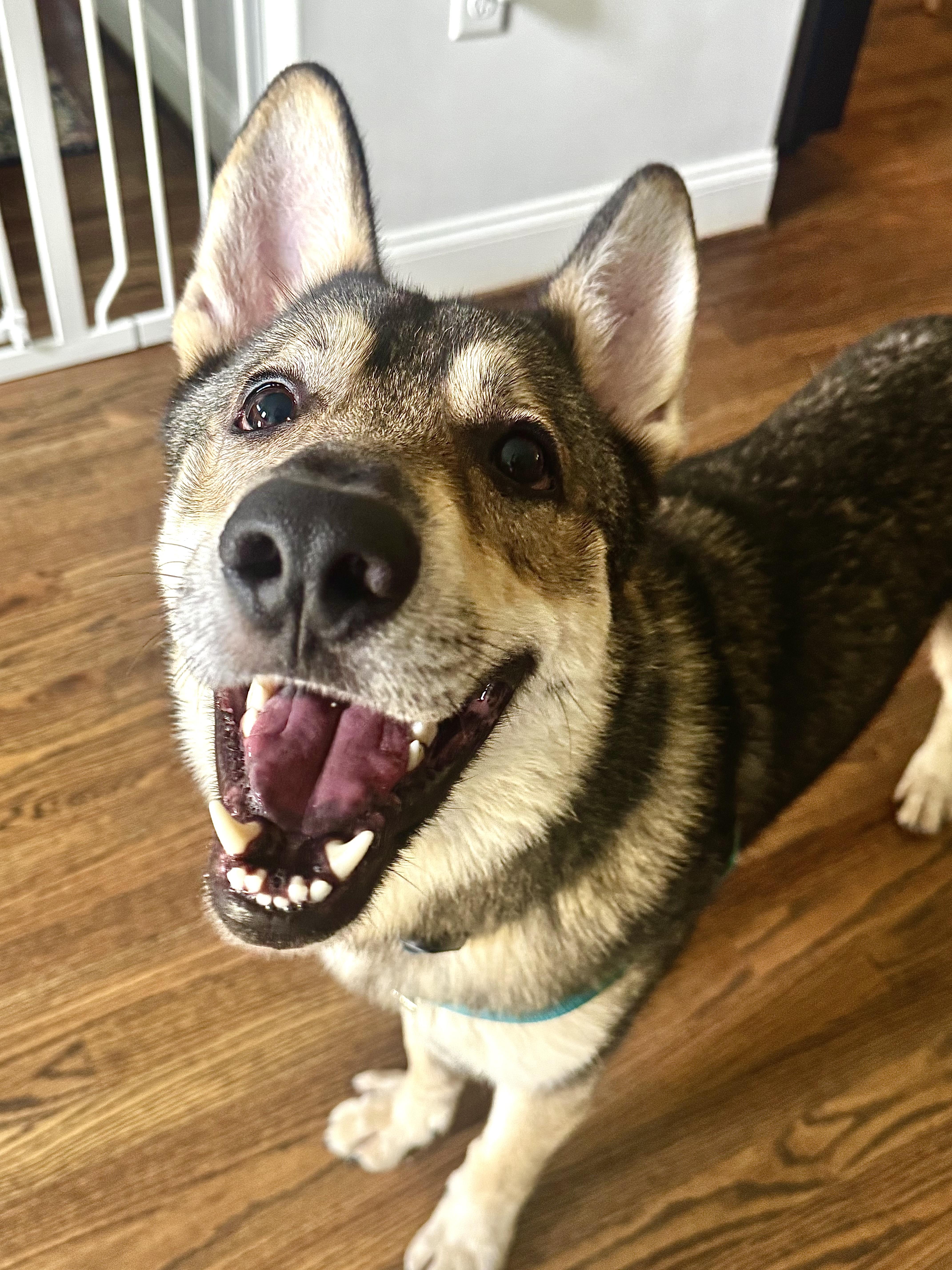 A young large-sized male Sable German Shepherd Dog dog named Percy for adoption in Pelham, AL