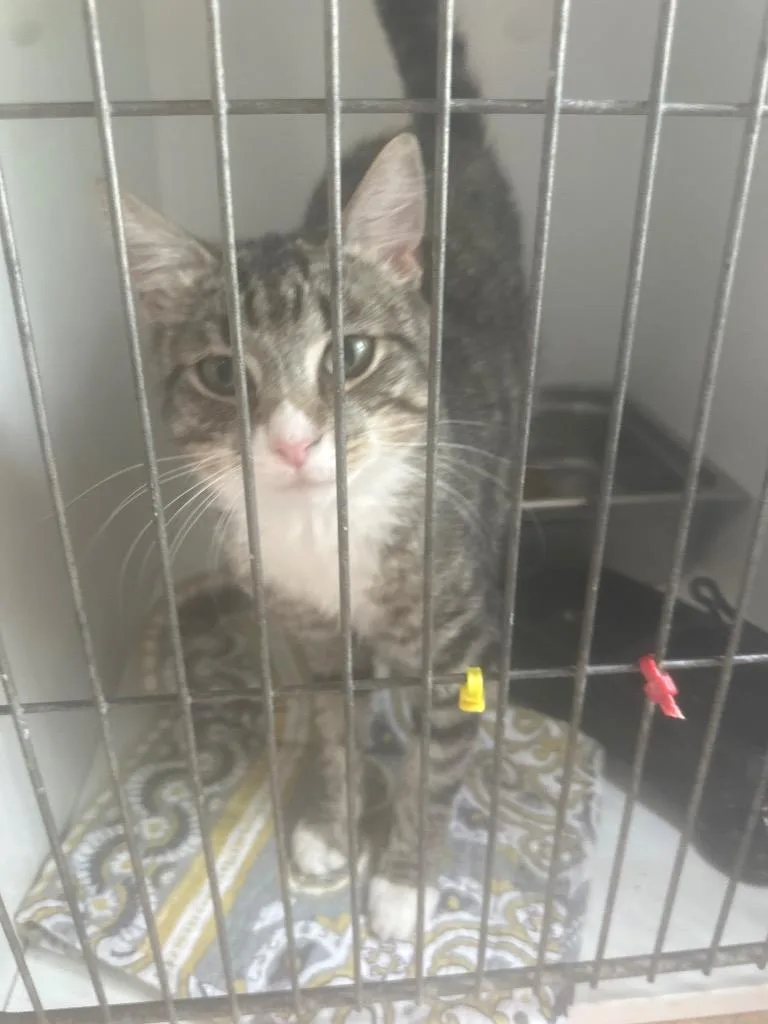 A young small-sized male Domestic Short Hair cat named Little Foot for adoption in Pine Grove, PA