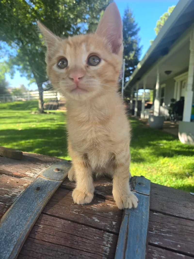 A baby medium-sized male Domestic Short Hair cat named Teddy for adoption in Penryn, CA