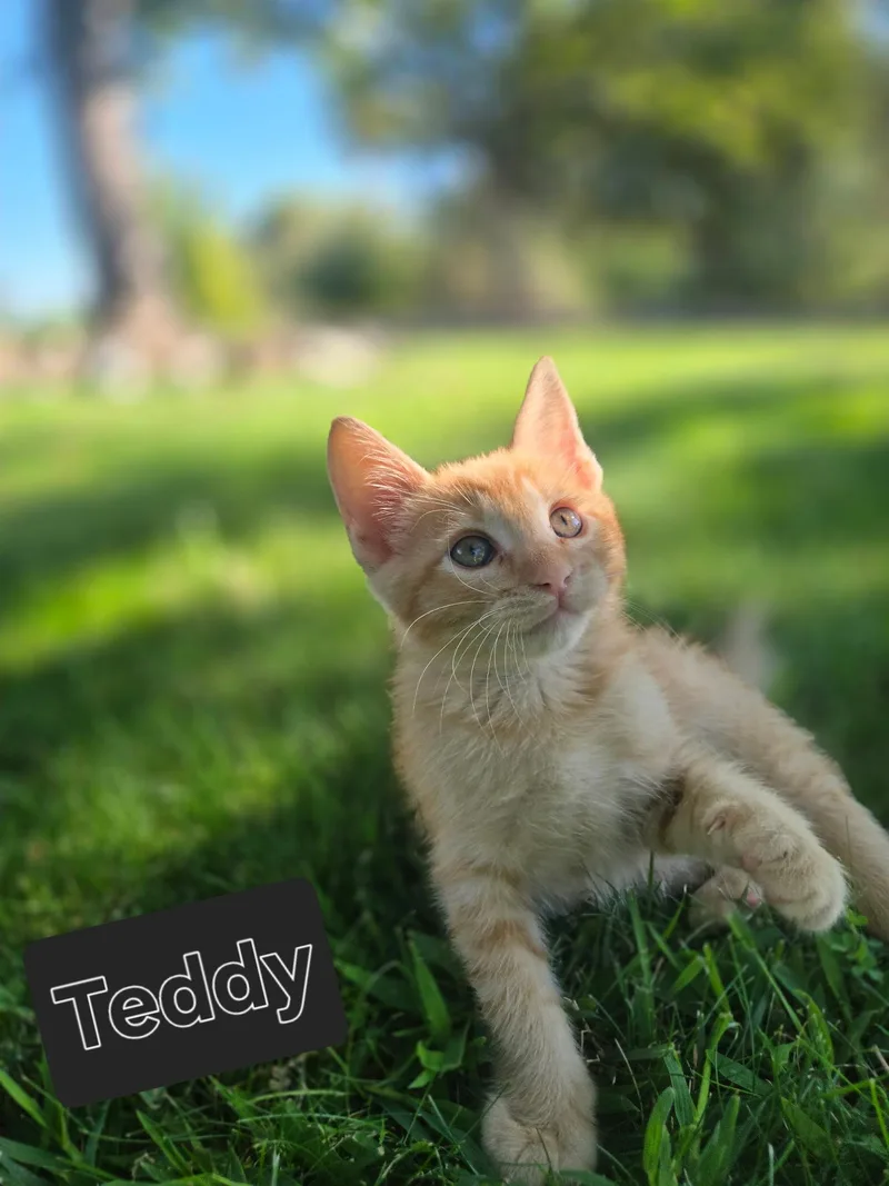 Teddy thumbnail 3