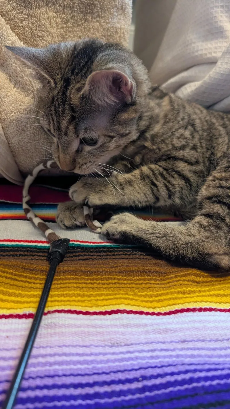 A baby medium-sized female Domestic Short Hair cat named Dawn for adoption in Wheaton, IL
