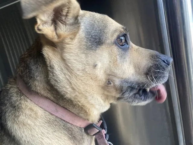 An adult large-sized female Mixed Breed dog named Bell for adoption in Dallas, TX