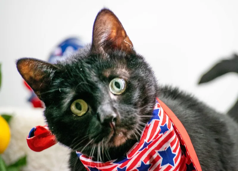A young medium-sized male Black Domestic Short Hair cat named Stars for adoption in Sevierville, TN