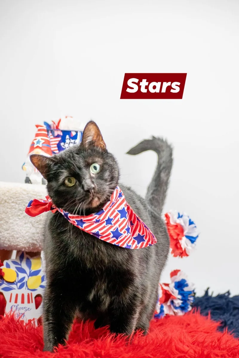 Stars thumbnail 3