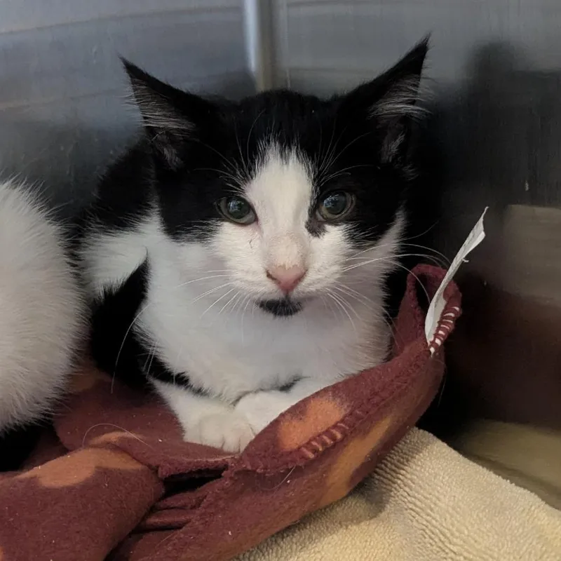 A baby small-sized male Black Domestic Short Hair cat named Raider for adoption in Birmingham, AL