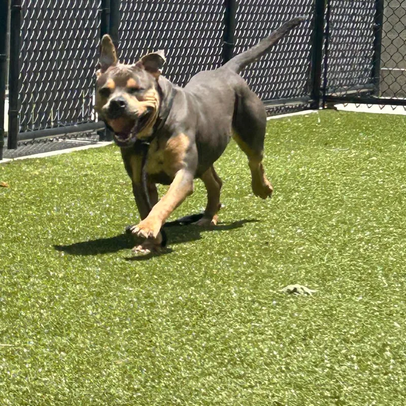 An adult large-sized female Gray / Blue / Silver Staffordshire Bull Terrier dog named Beauty Queen for adoption in Greensboro, NC