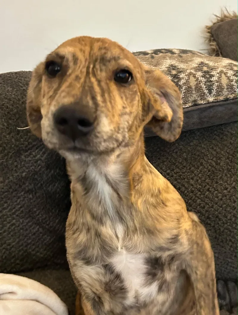 A young medium-sized female Labrador Retriever dog named Patty for adoption in Winder, GA