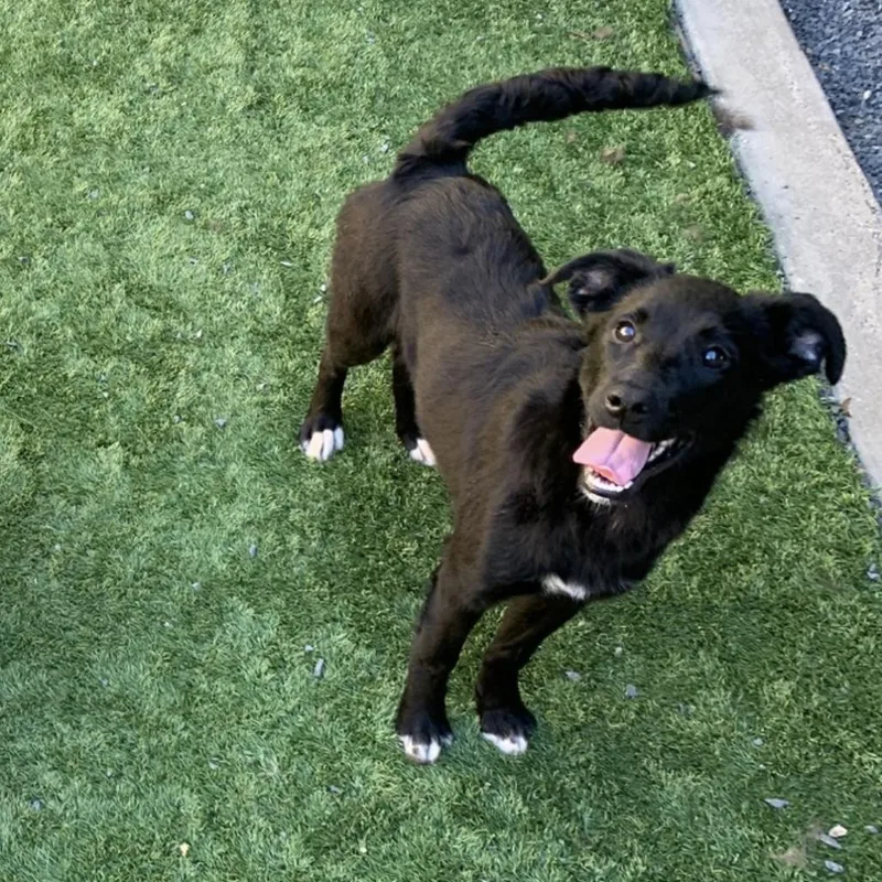 A young small-sized female Black Border Collie dog named Wendy for adoption in San Jacinto, CA