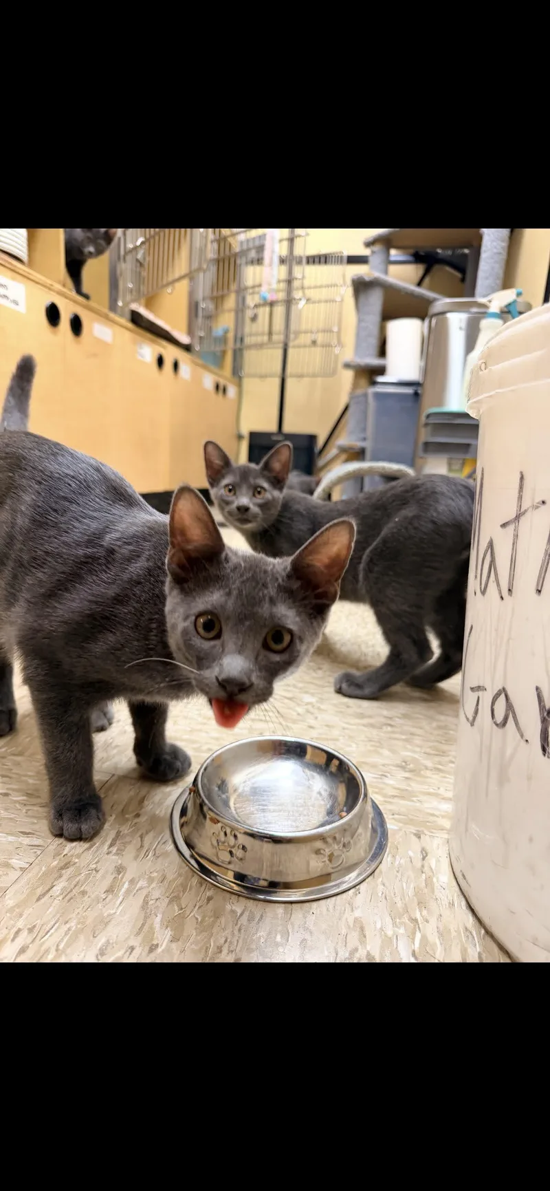 A young medium-sized male Gray / Blue / Silver Domestic Short Hair cat named Goliath for adoption in Arlington, TX