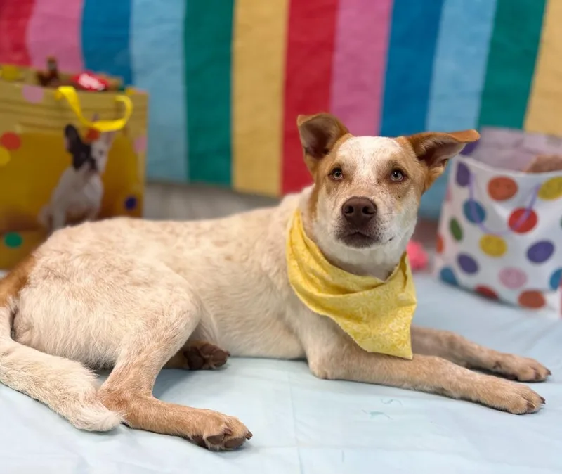 Birthday Boy thumbnail 2