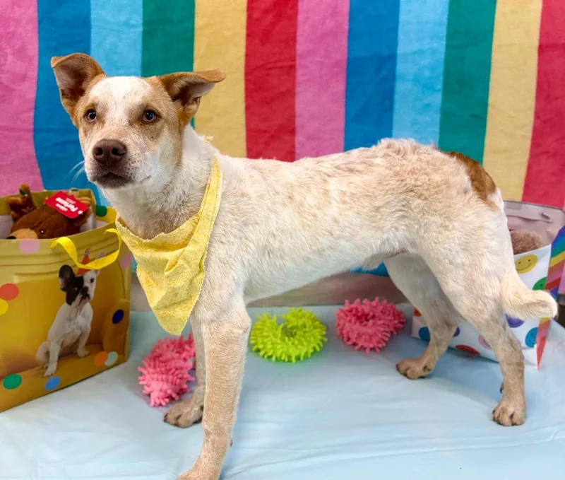 Birthday Boy thumbnail 3