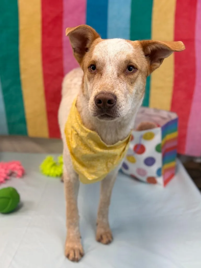 Birthday Boy thumbnail 4