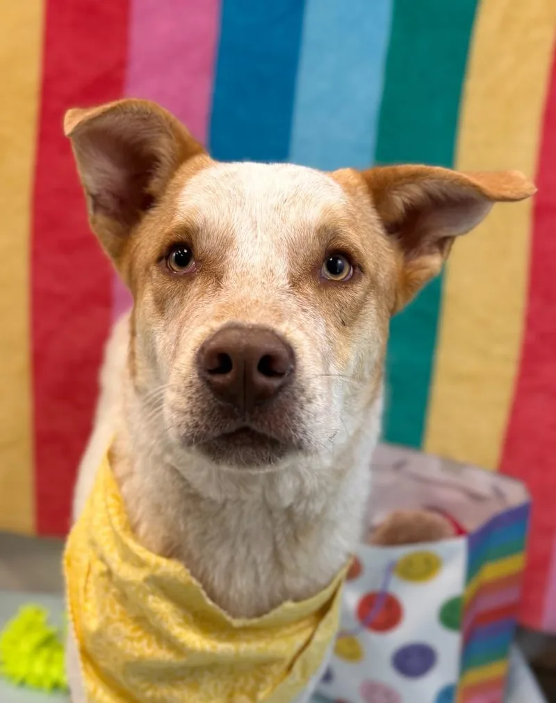 Birthday Boy thumbnail 5