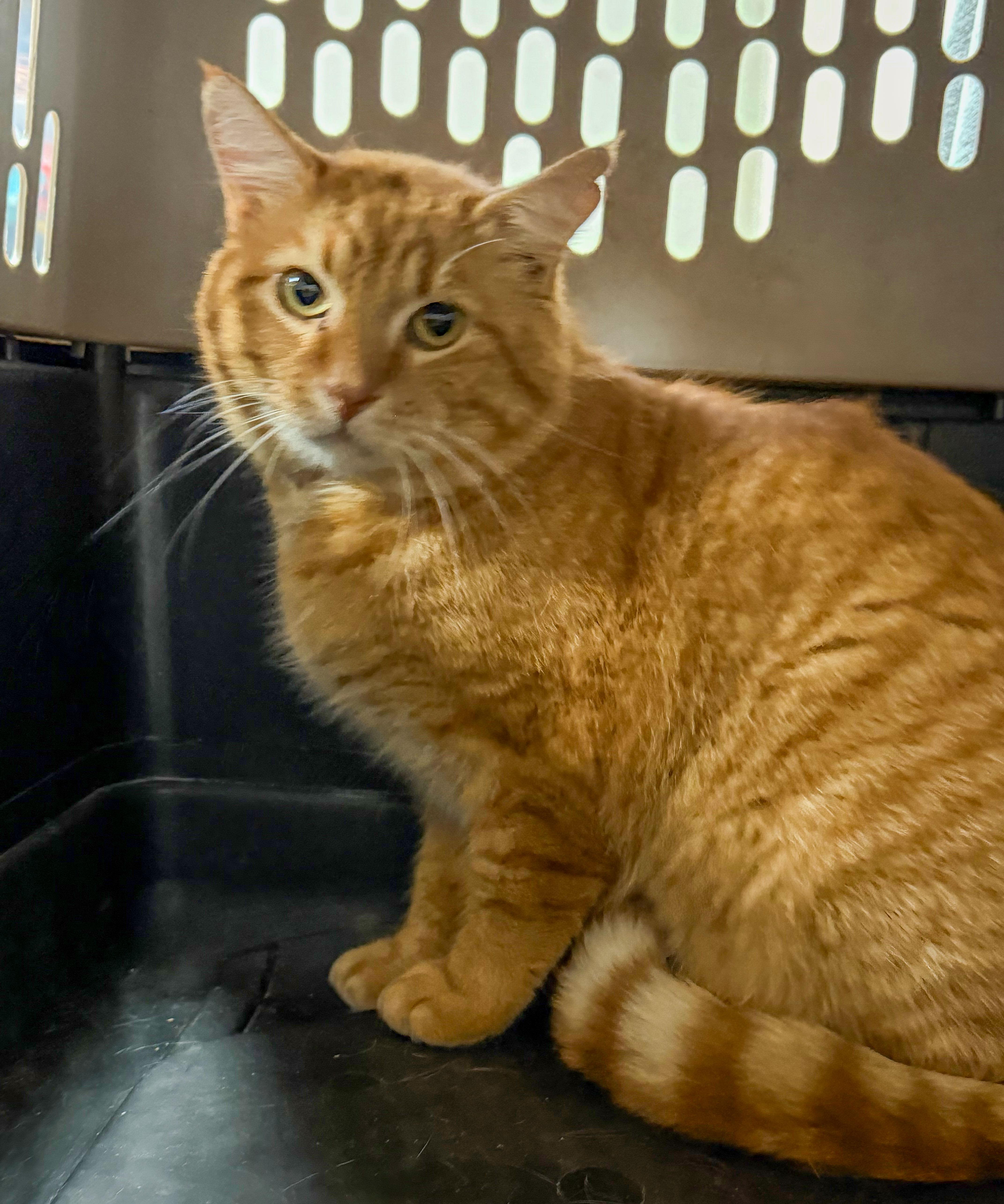 Garfield thumbnail 3