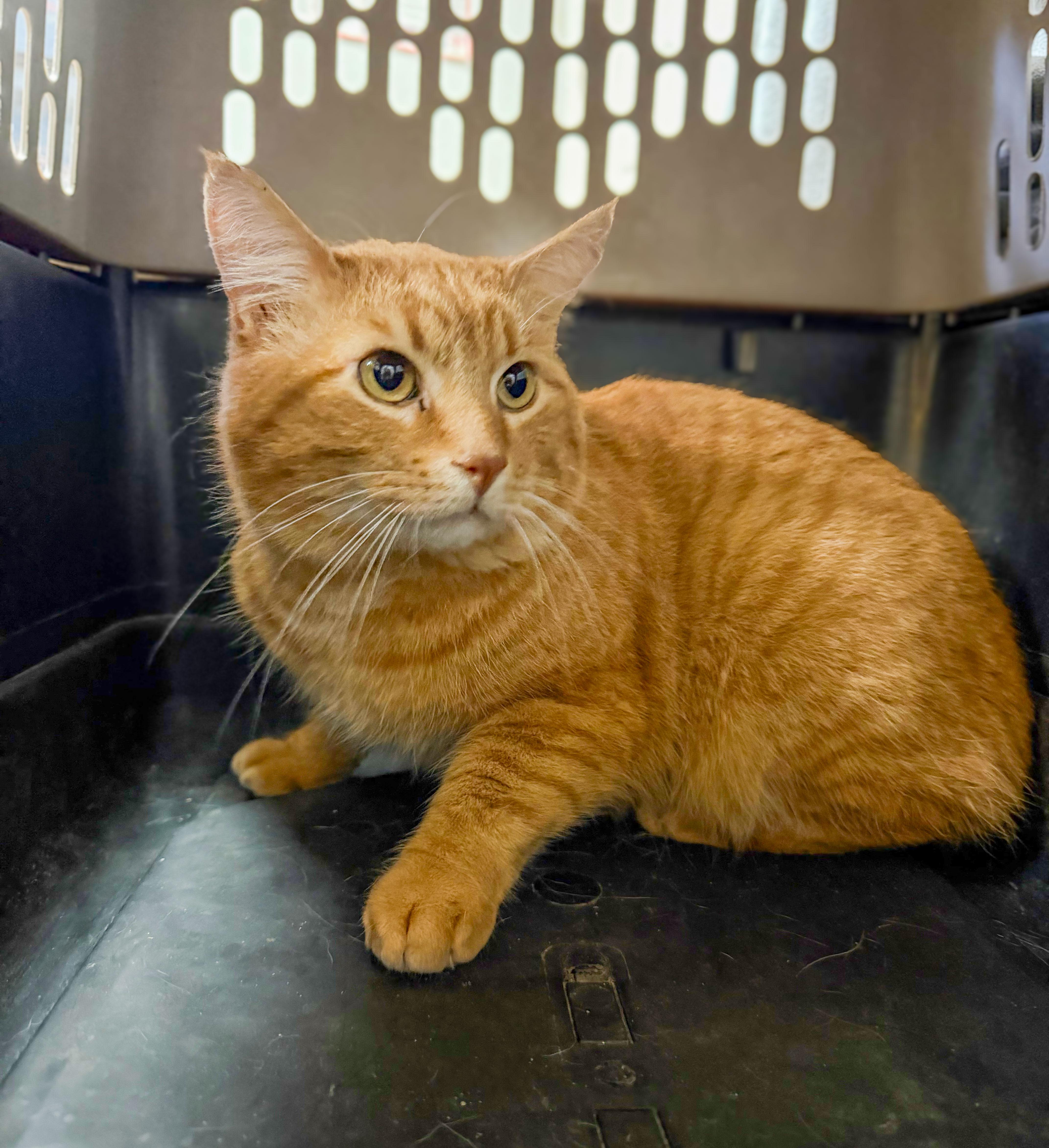A young medium-sized male Orange & White Tabby cat named Garfield for adoption in Columbia, SC