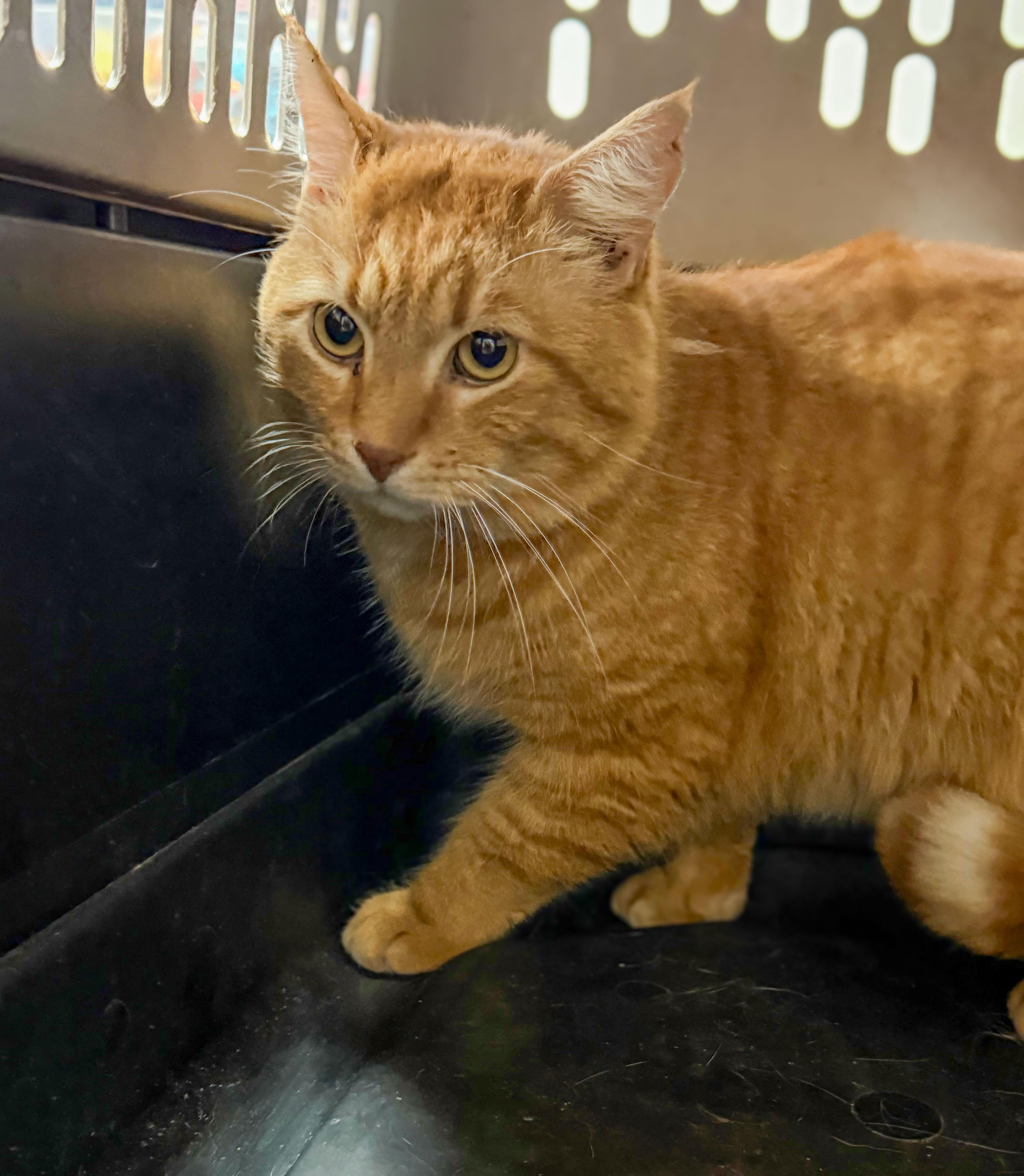 Garfield thumbnail 4