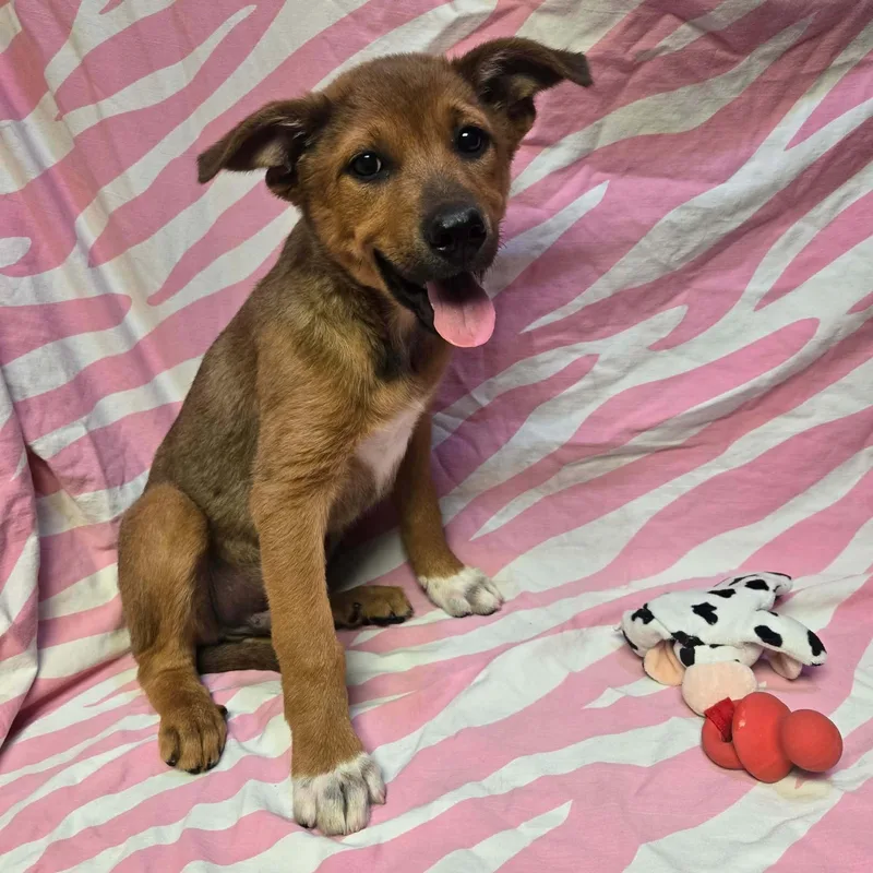 A baby medium-sized female Brown / Chocolate Collie dog named Yang for adoption in Uxbridge, MA