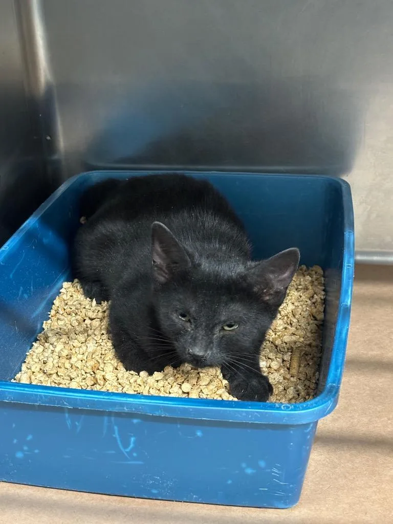 A baby small-sized female Domestic Short Hair cat named Midnight for adoption in Cartersville , GA