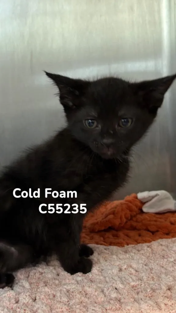 A baby medium-sized female Domestic Short Hair cat named Cold Foam for adoption in Clarksville, TN