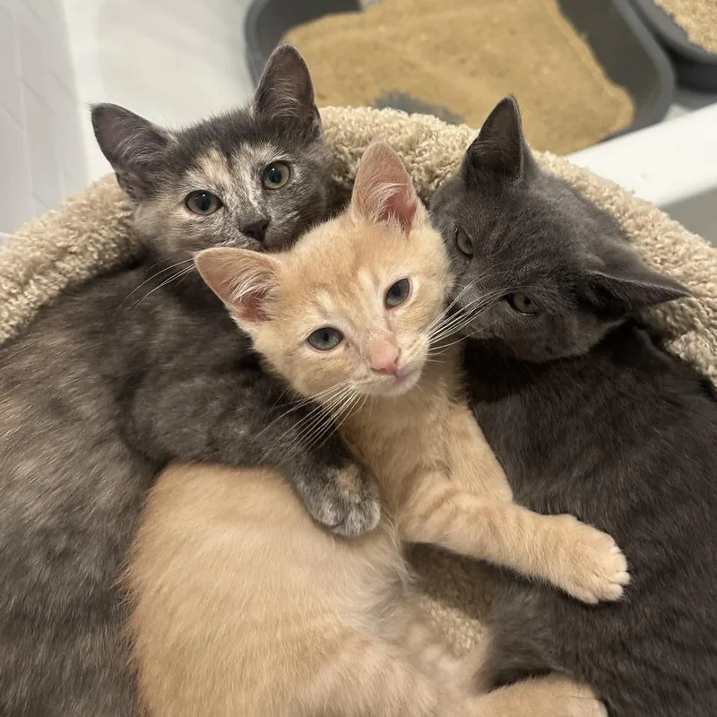 A baby small-sized female Tortoiseshell Domestic Short Hair cat named Wren for adoption in Oakton, VA