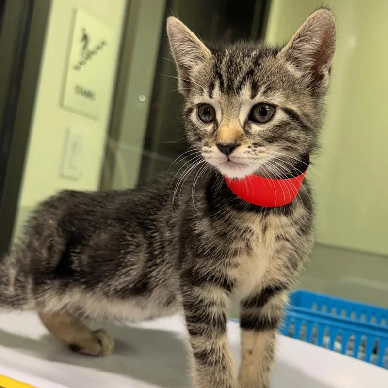 A baby small-sized female Gray / Blue / Silver Domestic Short Hair cat named Mumu for adoption in Tampa, FL