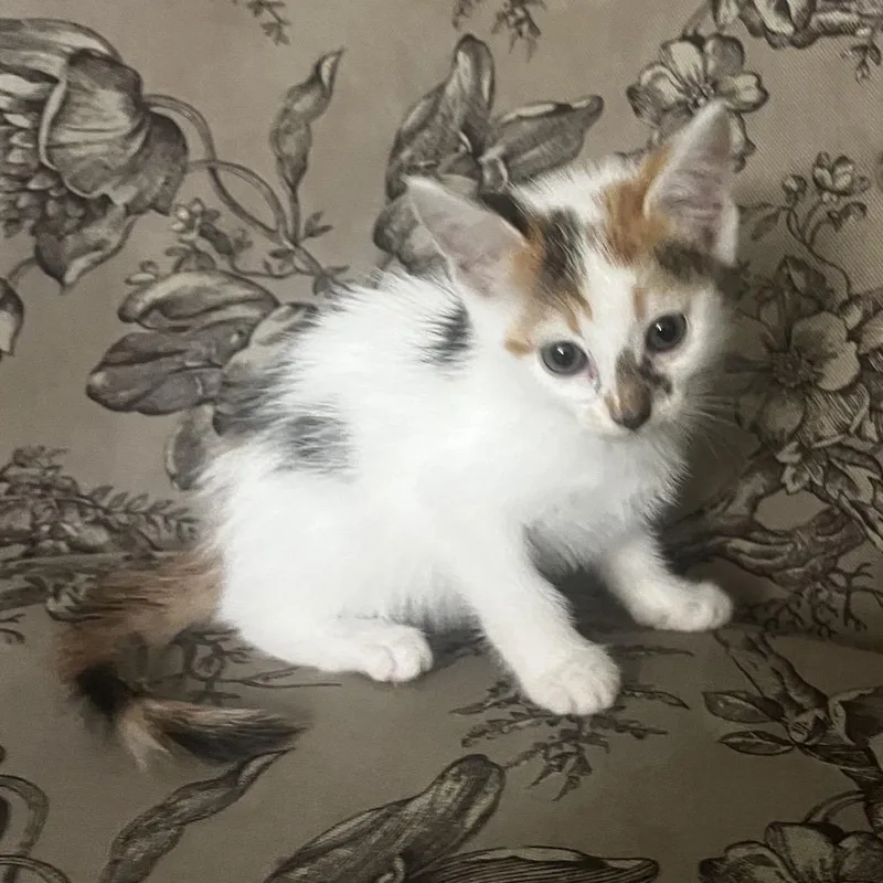 A baby small-sized female Calico Domestic Short Hair cat named Mystic for adoption in North Port, FL