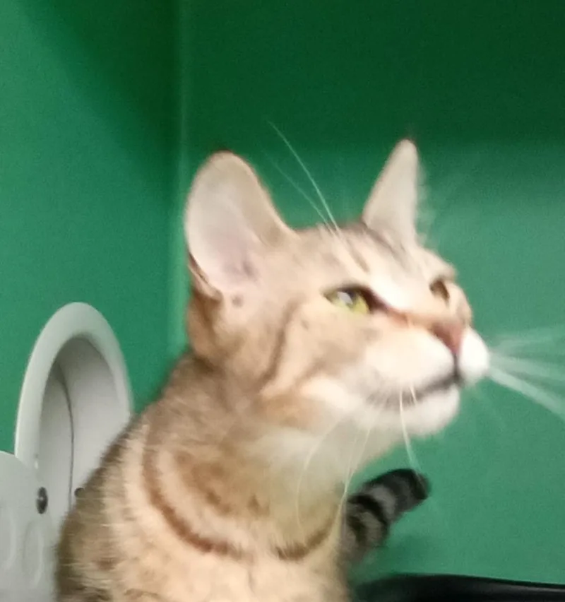 Luna Toona