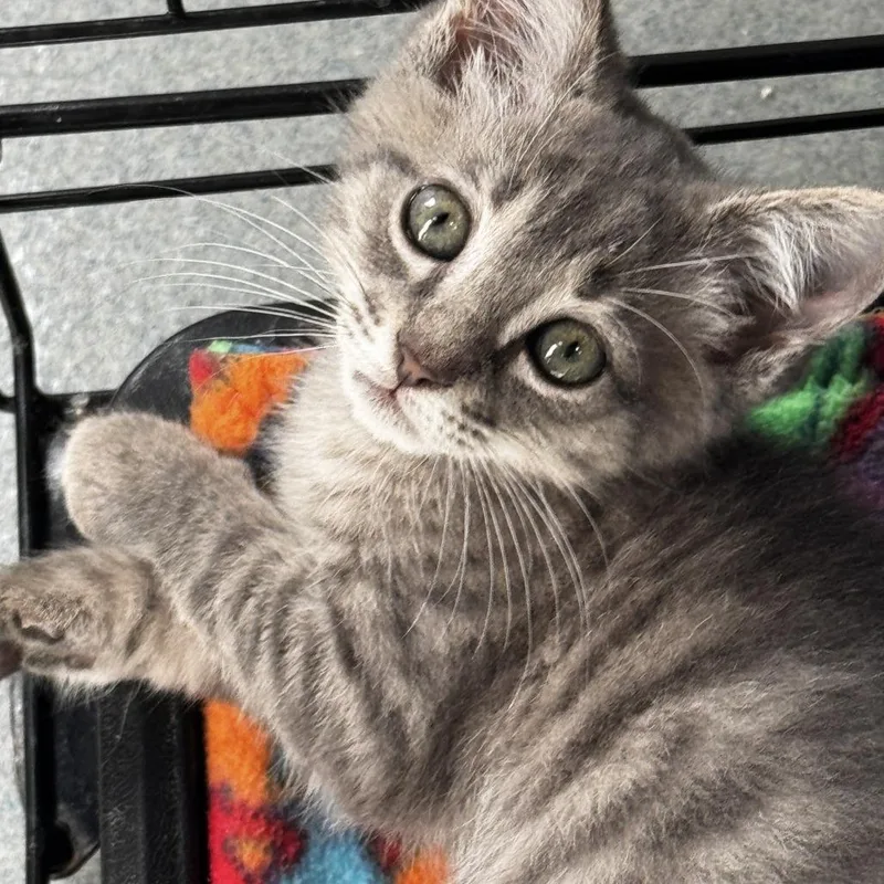 A baby small-sized male Gray / Blue / Silver Domestic Short Hair cat named Franklin for adoption in Bradenton, FL
