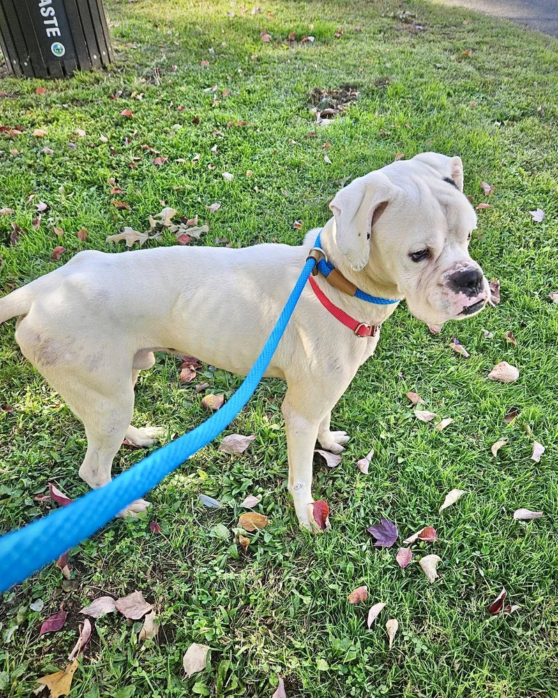 An adult large-sized male Boxer dog named Gus for adoption in Monticello, NY