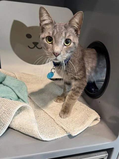 An adult small-sized male Domestic Short Hair cat named Birdie for adoption in Leesburg, VA