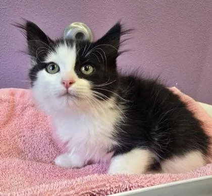 A baby small-sized male Domestic Short Hair cat named Frank Sinatra for adoption in Eugene, OR