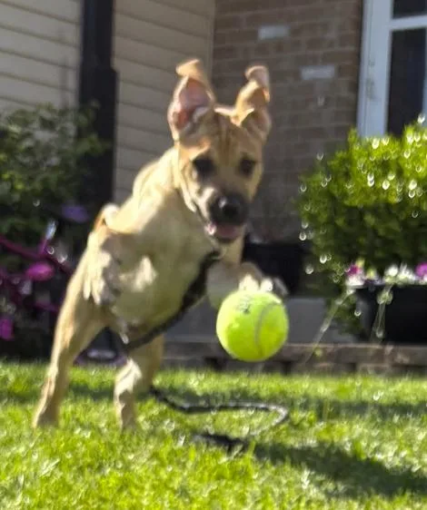 A baby large-sized male Bicolor Boxer dog named Blackberry for adoption in Naperville, IL