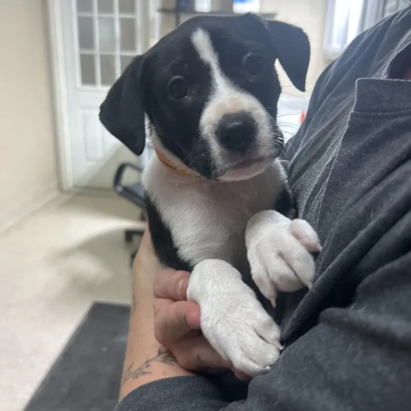 A baby small-sized female Black Border Collie dog named Yoshi for adoption in Lewisburg, WV