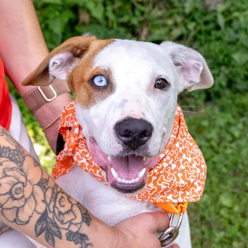 A baby medium-sized male White / Cream Cattle Dog dog named KaceyAvail for adoption in West Grove, PA