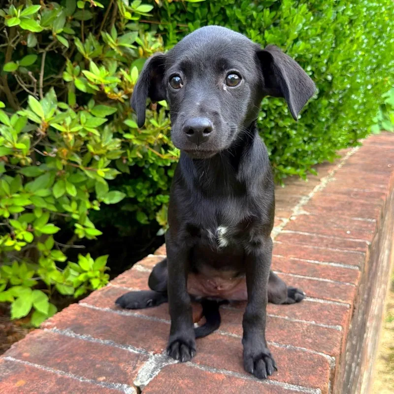 A baby medium-sized female Black Mixed Breed dog named Endeavor for adoption in Brownsboro, AL