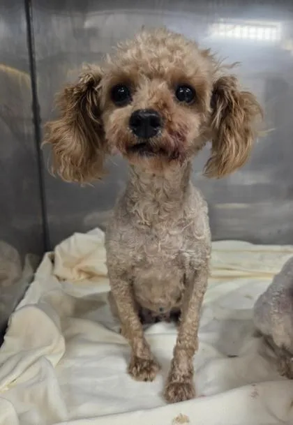 An adult small-sized female Poodle dog named Gem for adoption in Kinzers , PA