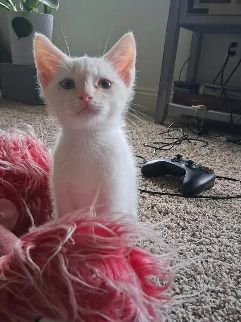 A baby small-sized male White Domestic Medium Hair cat named Queso for adoption in Shrewsbury, MA