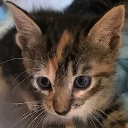A baby small-sized female Brown / Chocolate Domestic Short Hair cat named Tamara for adoption in West Palm Beach, FL