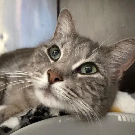 An adult medium-sized female Domestic Short Hair cat named Sharkie for adoption in Cumming, GA
