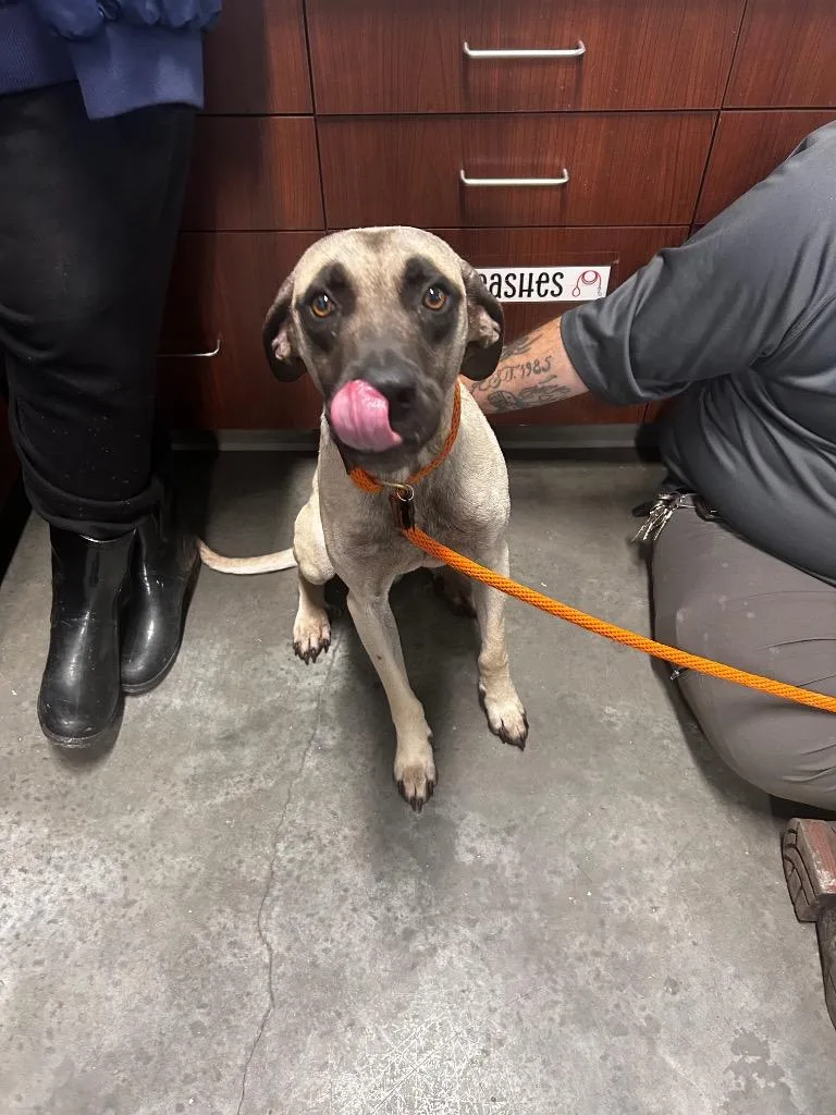A young large-sized male Black Mouth Cur dog named Champ for adoption in Gautier, MS