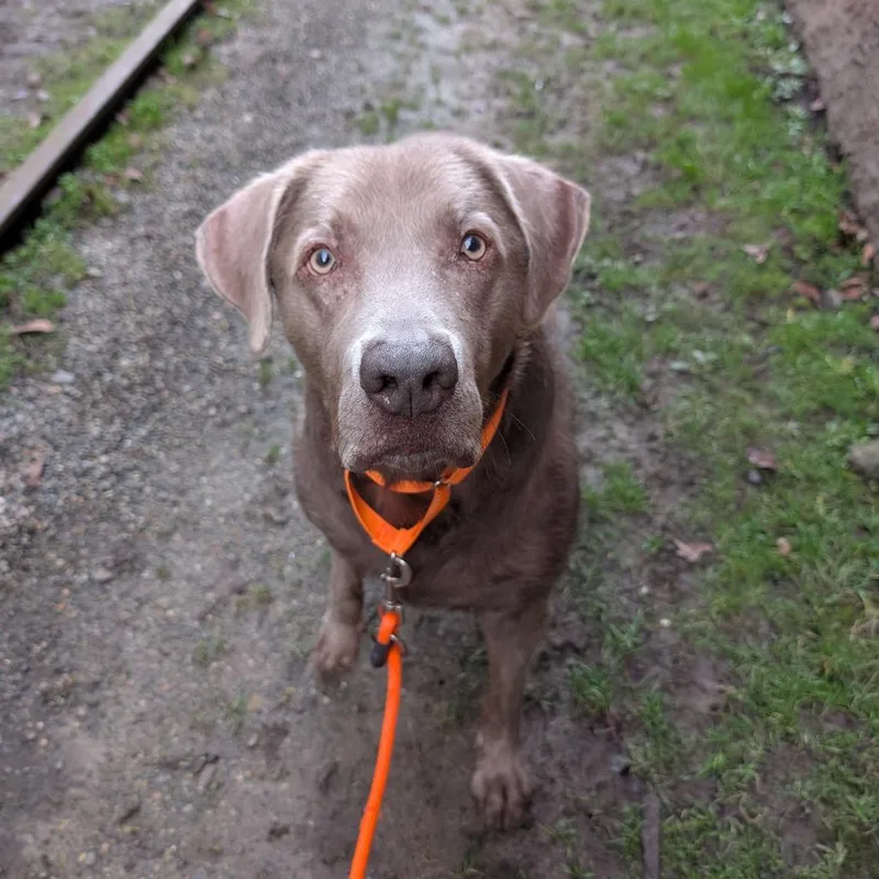 An adult large-sized male Gray / Blue / Silver Labrador Retriever dog named Hank for adoption in Tacoma, WA