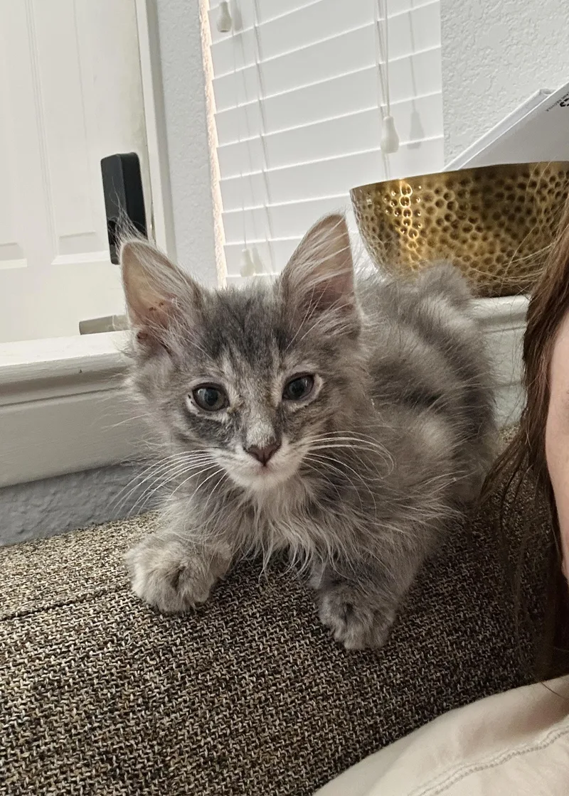 A baby medium-sized female Tabby (Gray / Blue / Silver) Domestic Medium Hair cat named Peanut for adoption in Davis, CA