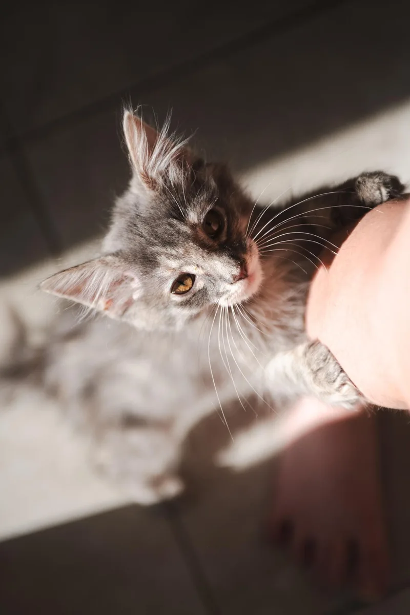 Peanut thumbnail 3