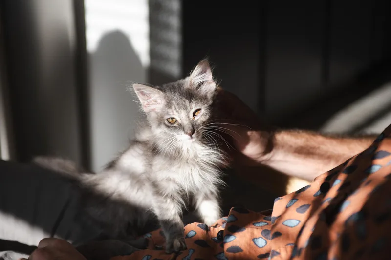Peanut thumbnail 4