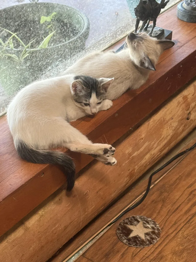 A baby medium-sized male White Domestic Short Hair cat named Brad for adoption in Sonora, CA